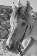 Voir le diaporama sur la baignade des chevaux dans l'Ile Madame